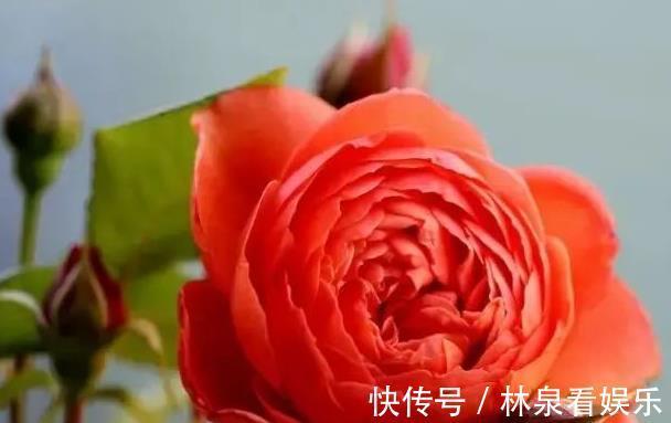 礼服|喜欢菊花，不如养盆“珍稀名菊”法国礼服，色泽艳丽，美爆了