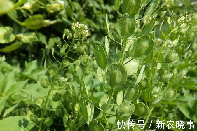 叔伯|农村一野草,30年前是穷苦人“救命粮”,如今15元一斤成上等野菜