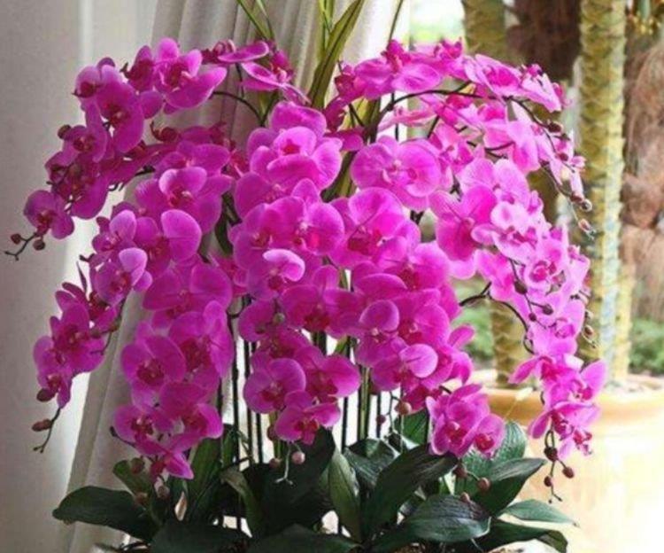 4种美丽的花,养在家里繁花似锦,清新脱俗,旺运一整年