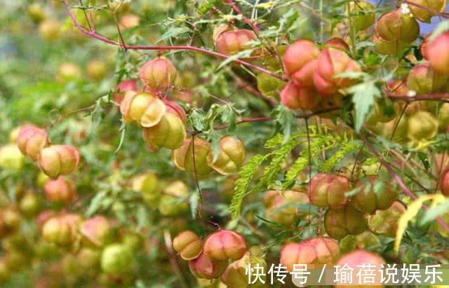 植物|农村常见的野草,果实可以榨油,还是治疗蛇伤的良药,你老家有吗