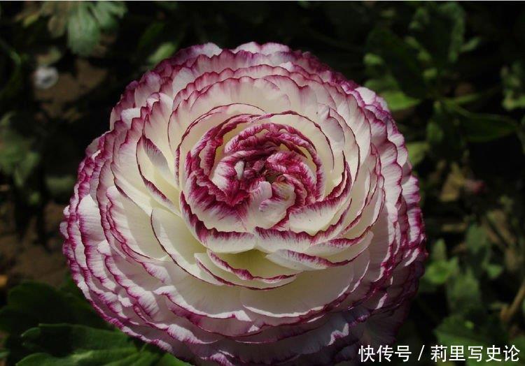 世上公认最美的4种花,谁见了都喜欢,第一种已经被迷住了