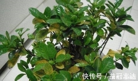 盆栽叶子发黄?浇水时加2滴这东西,很快就能变的绿意盎然