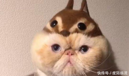 主人给猫咪戴上松鼠头套后逗猫 猫确认过眼神是想被咬的人 快资讯