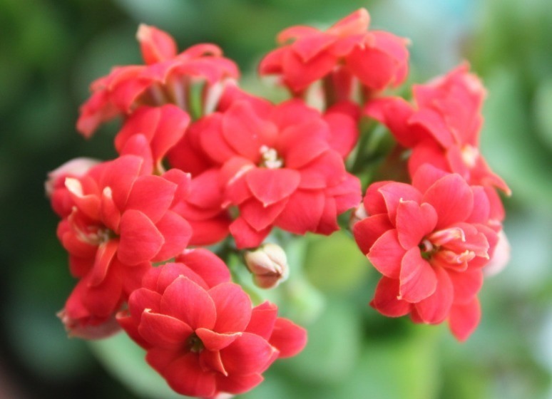 4种小花,进入冬季猛开花,花苞蹭蹭窜,养一盆爆一盆,新手必养