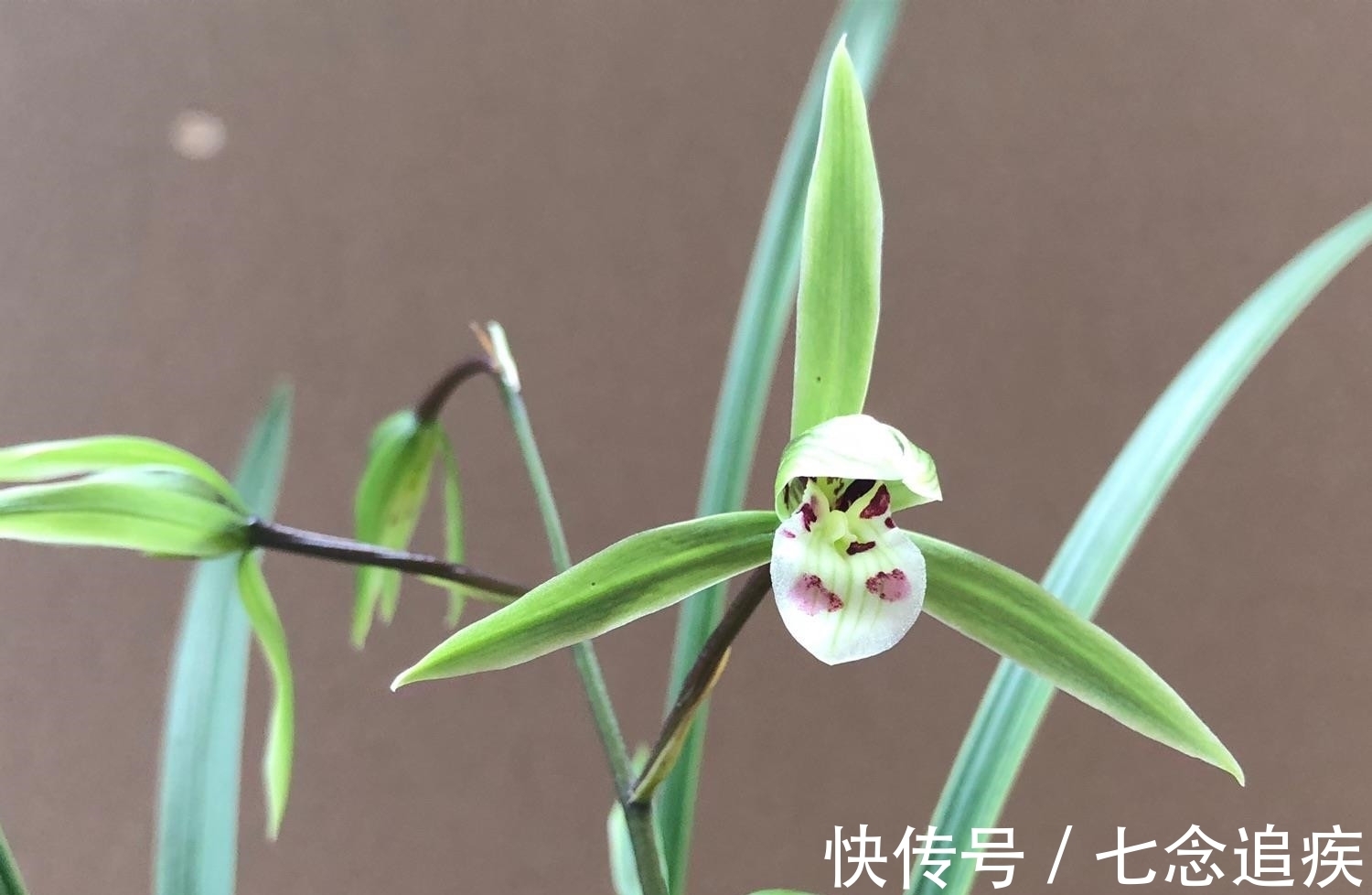 此兰是我国“独有”，古香古色，潇洒飘逸，放在客厅尽显大气