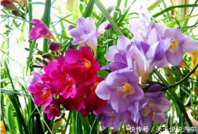 4种花很耐养,沾土就能活,夏天开花很漂亮,花量大不操心