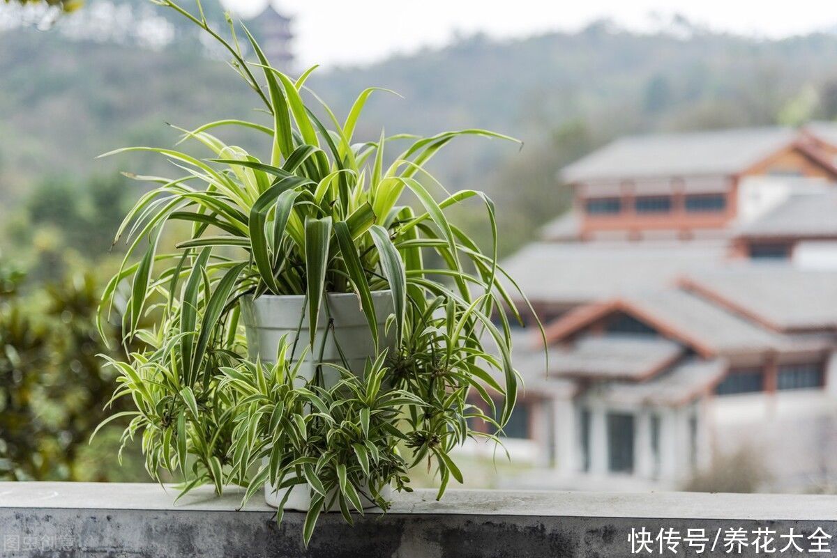 打理|2种花就是精心打理长不好，爱答不理很茂盛，花要贱养