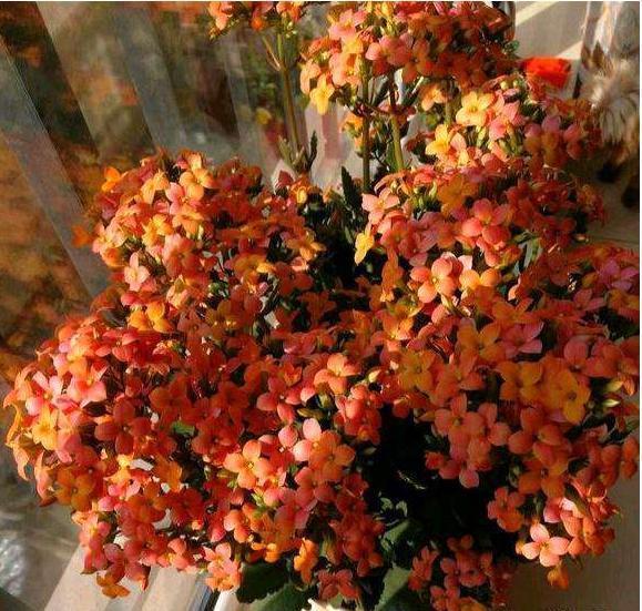 她家的长寿花,满头花苞,一茬接一茬,原来是浇了“这种水”!