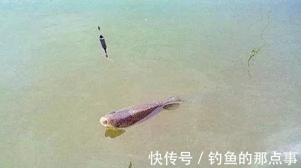 洄弯处|2月野钓别乱来,只要用上5字秘诀,钓上来的全是大野鲫