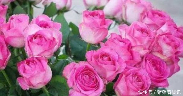 “稀有玫瑰”糖果雪山,似糖果般甜蜜,清香袭人,堪称养花必备