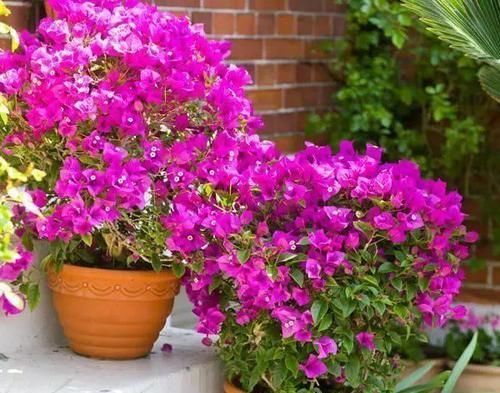 新芽|给三角梅换盆，选对时间，10天冒新芽，年年有花赏