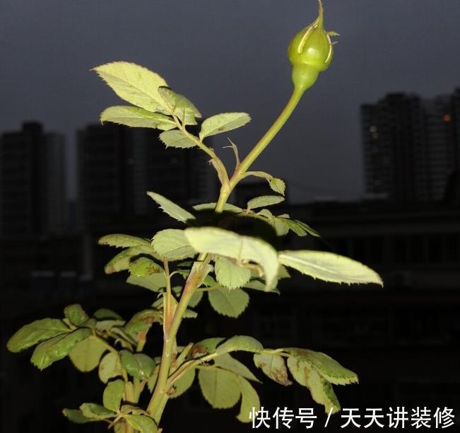 叶子|消灭月季“光杆”正当时，用对方法，15天新叶满满