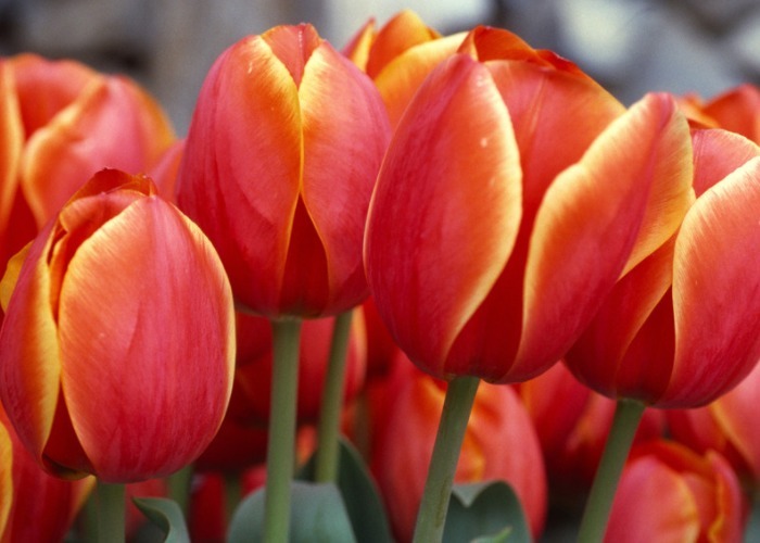 适合“懒人”花友养的几种花卉，无需过多打理，花开满枝头！