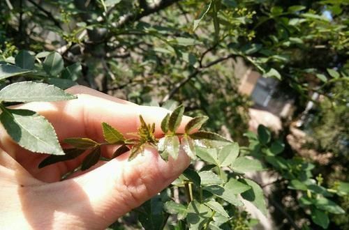 种植花椒树|古代列为宫廷贡品，比香椿芽更好吃，农民种了都舍不得摘