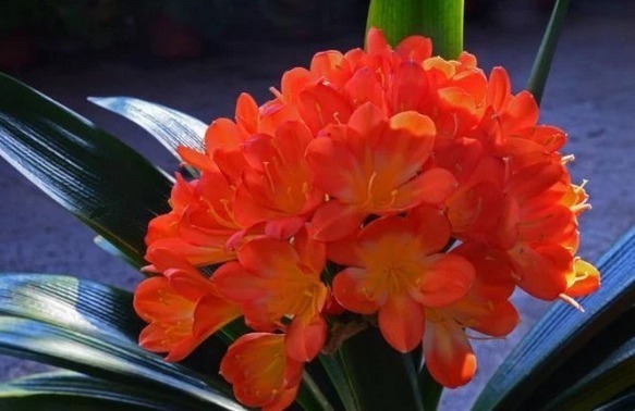 养君子兰不开花叶子也不精神，只需要加点料，开多少花都不是问题