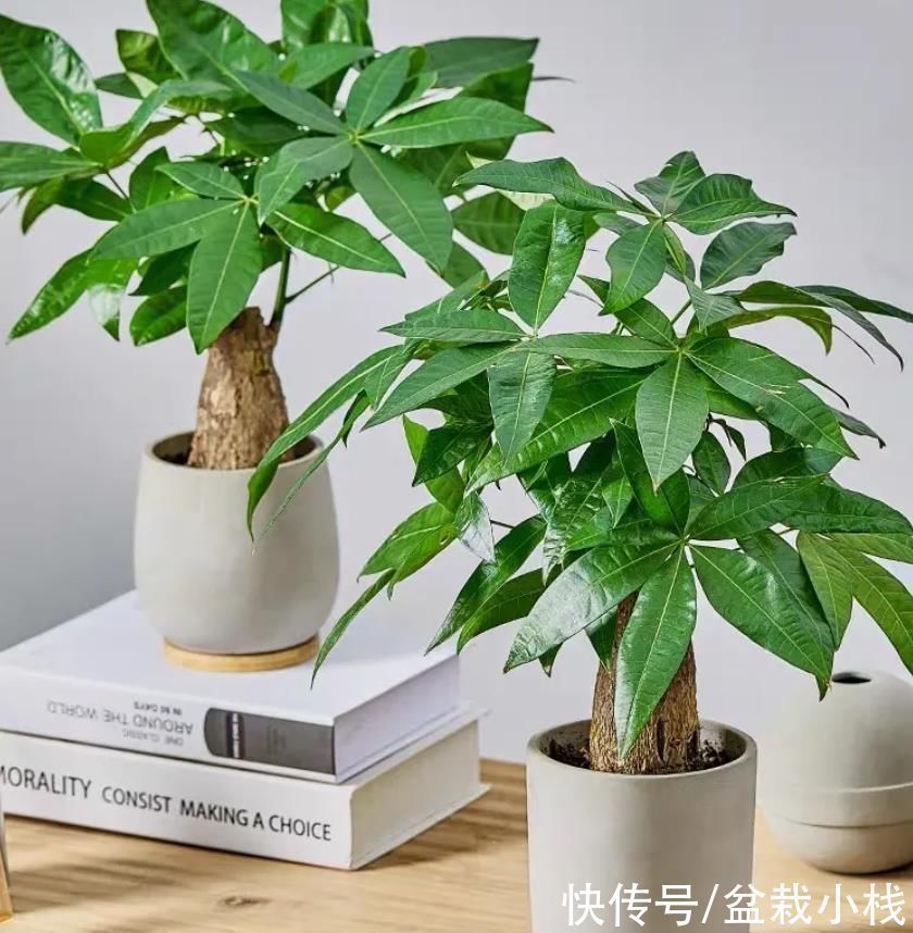 发财树|年底养花有讲究，7类好运花卉，值得养护