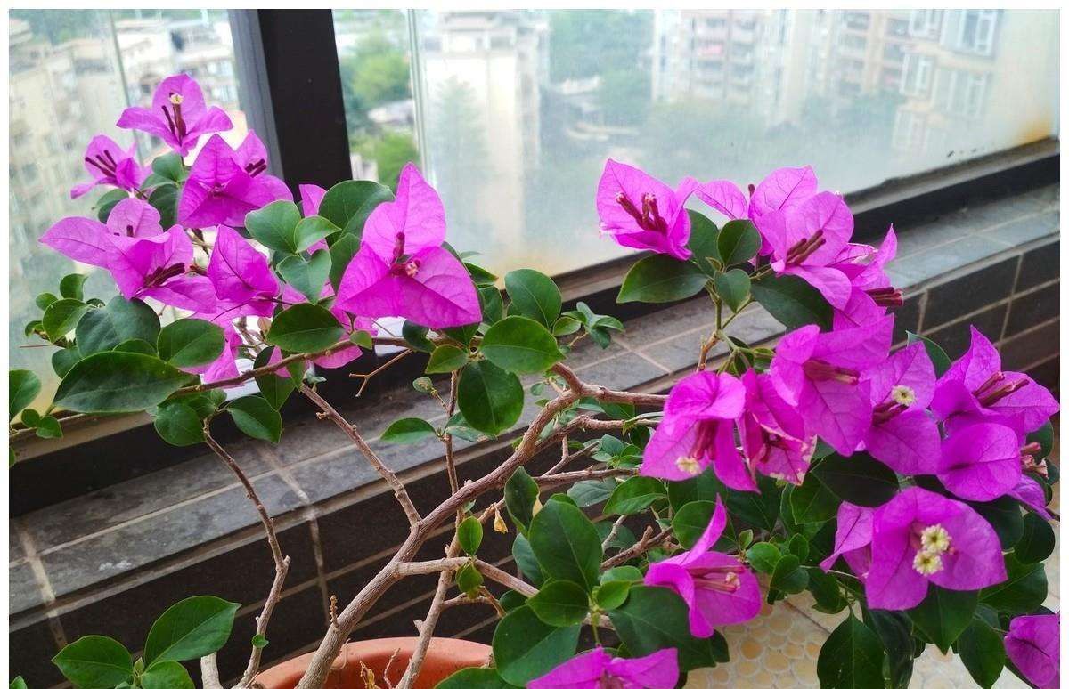 三角梅总是“皱巴巴”?根系受损是关键!手把手教你正确的方法!