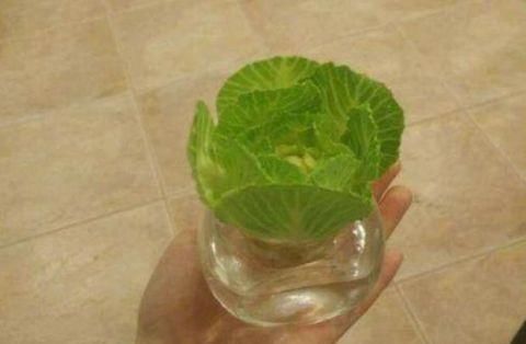  复胃黏膜|肠胃不好难长寿，但药补不如食补，推荐3大“养胃菜”！
