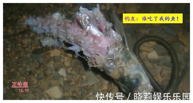 万峰湖：有人将钓起来的翘嘴鱼放在水里，转眼被吃得只剩个鱼头