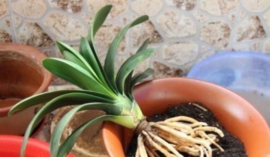 养花|过期的“小药片”磨成粉养花,比生根剂、多菌灵“效果”还要好