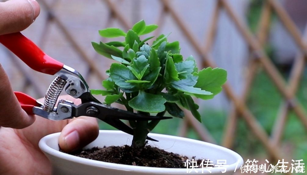 休眠|长寿花已在“休眠中”,现在就怕4件事,别去打扰它