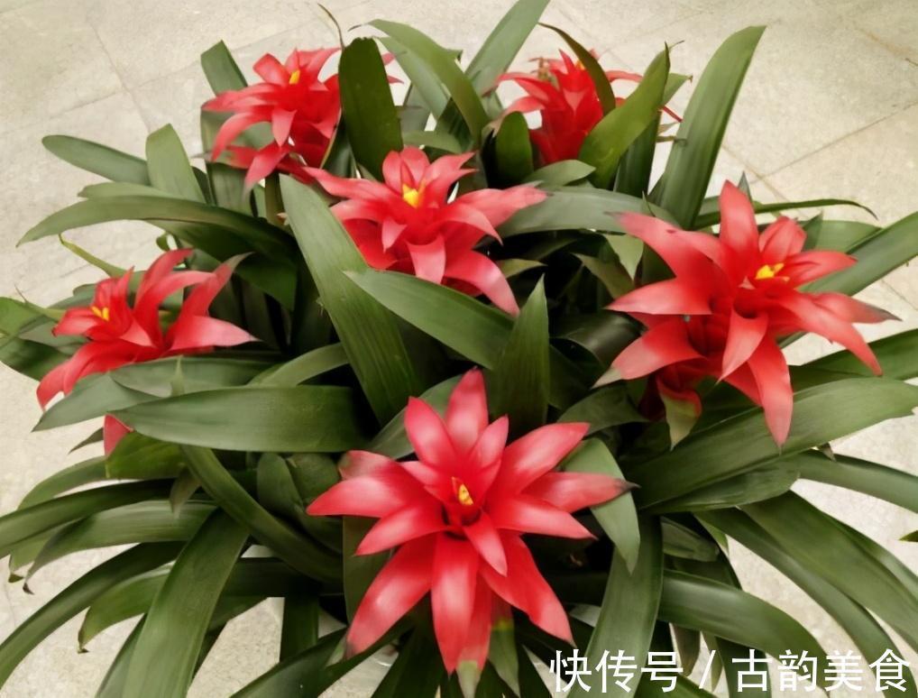 客厅养花,当选两种“旺运花”,寓意好不说,关键还好养