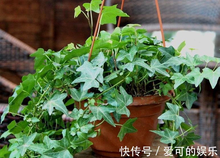 家里采光差，养上3种耐阴花，大气，上档次，皮实又好养