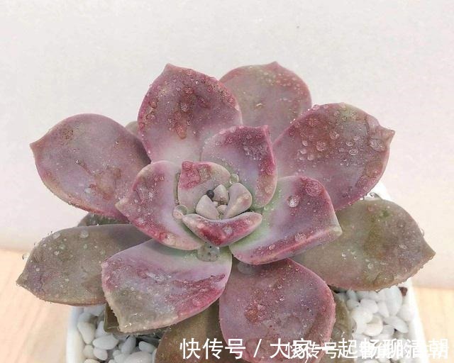 花友|它被称为多肉植物中的黑马，长速快，适应能力强，不种一盆就亏了！