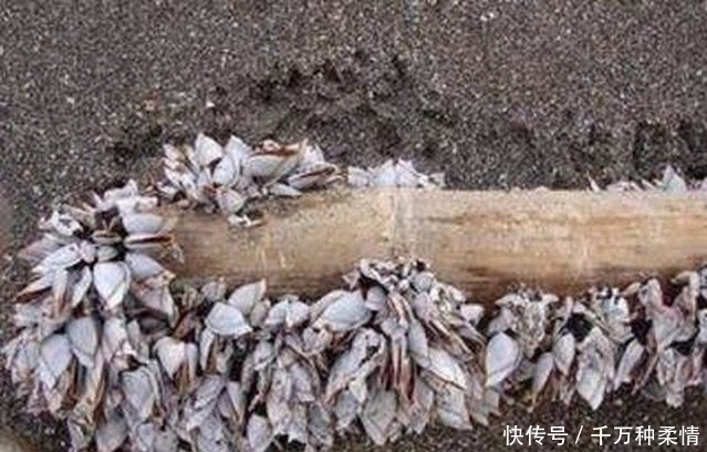 女子海边发现一块奇怪木头,靠近一看高兴