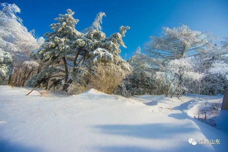 泰山银装素裹后石坞，雪松玉树赛仙境！