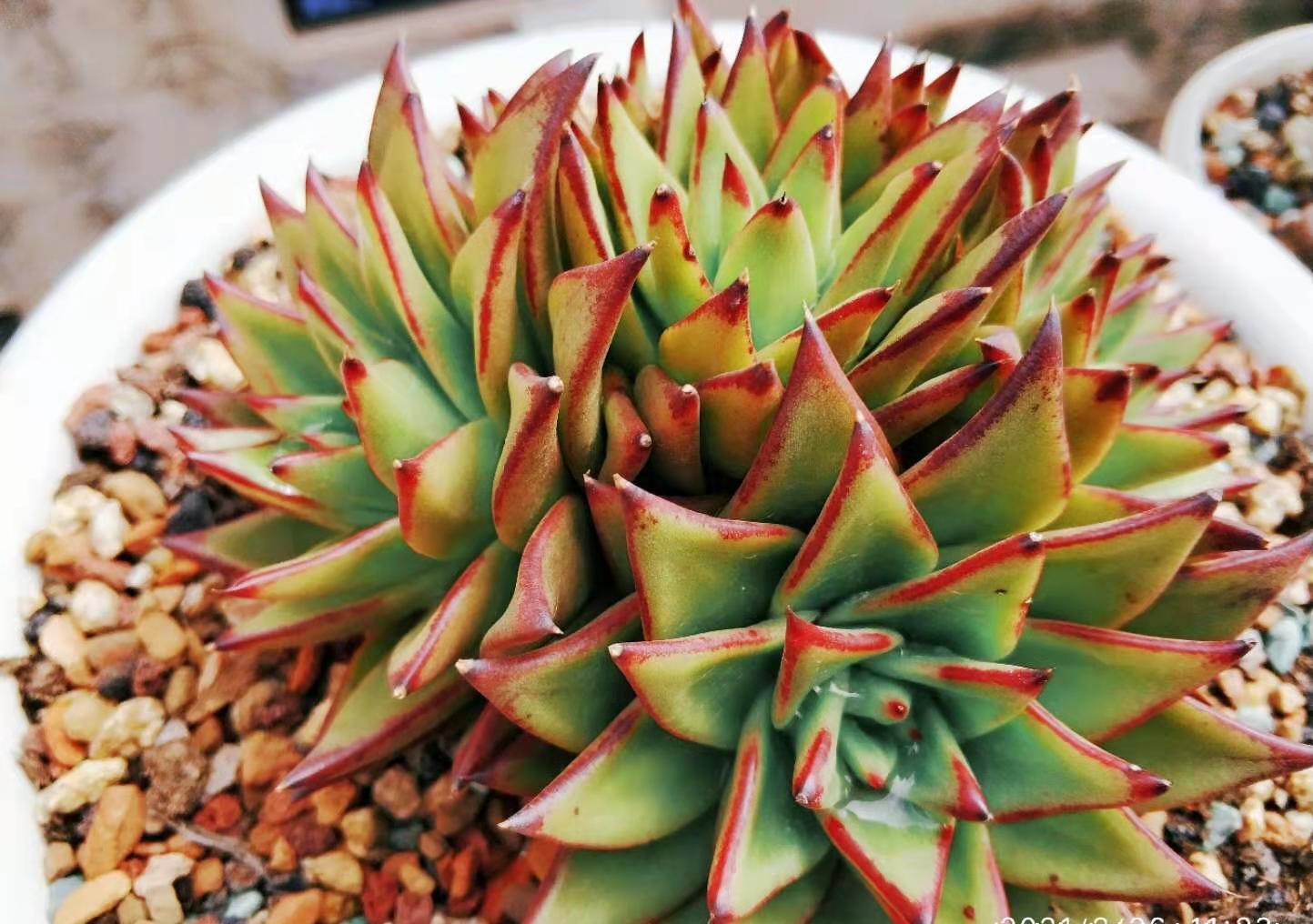 菲欧娜|不爱长杆子的多肉?试试这10个品种,我养好多年了它们还是没长高