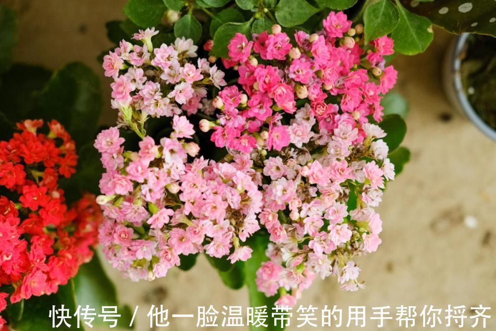 长寿|4种“超长寿”的植物,家里有老人,一定要养!