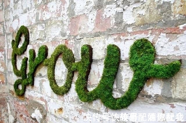 啤酒!他用酸奶、啤酒、苔藓把动物养在墙上,14天后的画面让人惊讶