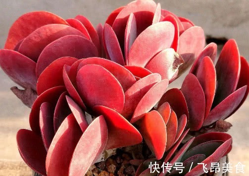 多肉唐印怎么养告诉你3个盆栽小妙招,养出最火红多姿的唐印