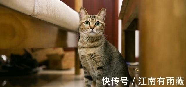 性格|塔罗占卜：选一只最萌的猫？测你孩子将来是否有出息