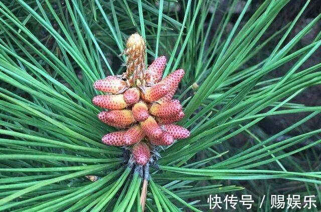 糖尿病|农村路边常见的“长寿树”,是糖尿病患者的天然“保健品”