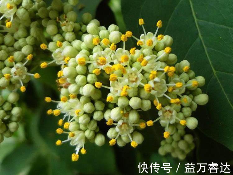 调理|虚寒胃痛、腹痛、胁痛、疝痛、口舌生疮,就要用这红豆豆调理