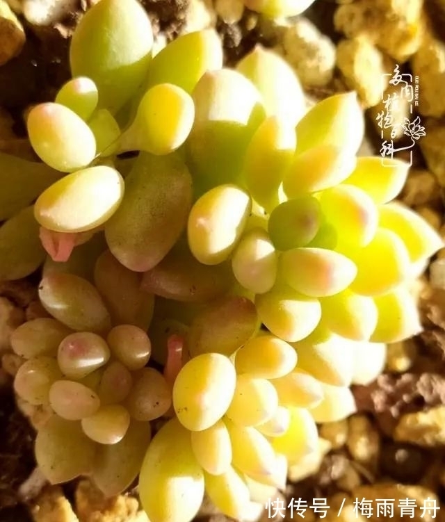 爱上多肉:何须浅碧轻红,自是花中一流!