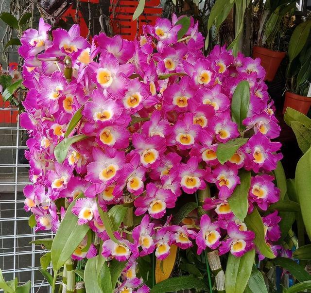 扦插|9种花不用花钱买，掐根枝条插土里，2周即可生根，好养易成活