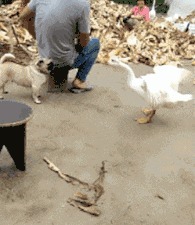 |搞笑GIF：妹子 有斑马线你们不 非要去翻护栏 这下尴尬了吧