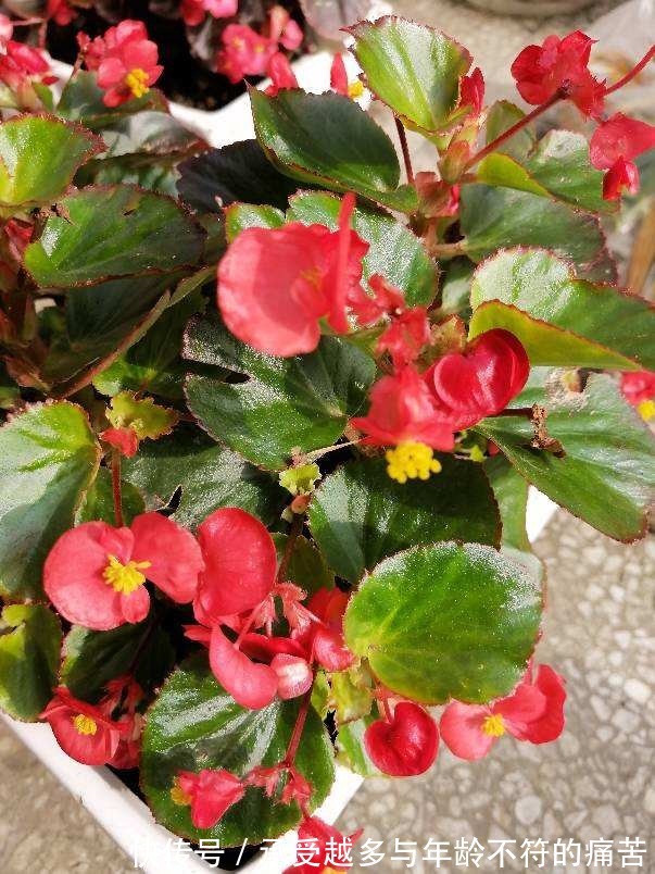 浇水别洒到叶子上，尤其是这6种，不然烂叶烂花芽