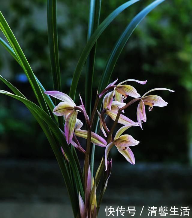 老兰友|养兰花，浇水牢记3句话，兰花10年不烂根，越长越壮