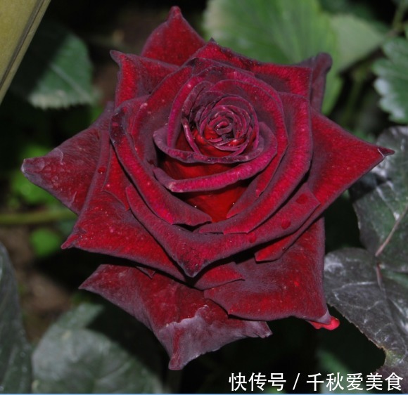 10个最奇葩的月季品种,你可能一个都没见过!