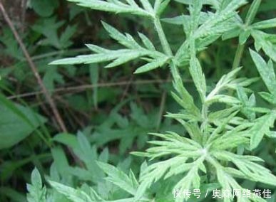 煮水|艾叶煮水真是太厉害了,解决了男女不少的麻烦,现在明白还不晚