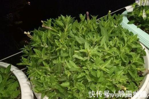 矮牵牛|3种“掐头花”,娇生惯养不成器,天天修理它,月月爆花球