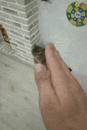 |幽默段子:逛街绝招