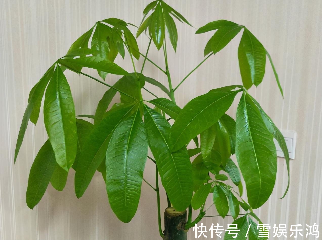 4种“吉利花”,被水浇死了不要扔,简单处理又能长满盆