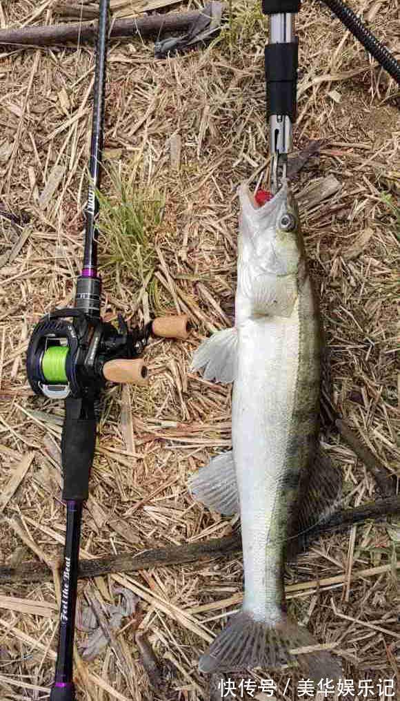 临沂|凶猛梭鲈鱼入侵山东多地,临沂钓鱼人:钓了几条,以为是鳜鱼