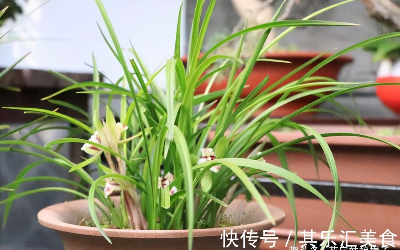 植料|兰花长期不开花,是环境和管理上“惹的祸”,自查3个方面并做好