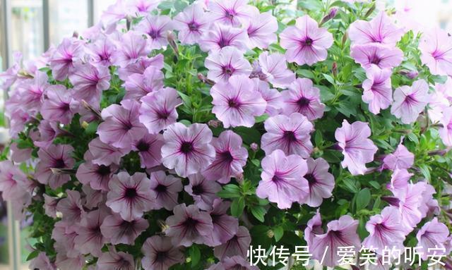 太阳花|逛花市碰到这三种花，一定要买一盆，它们都是夏季开花“劳模”